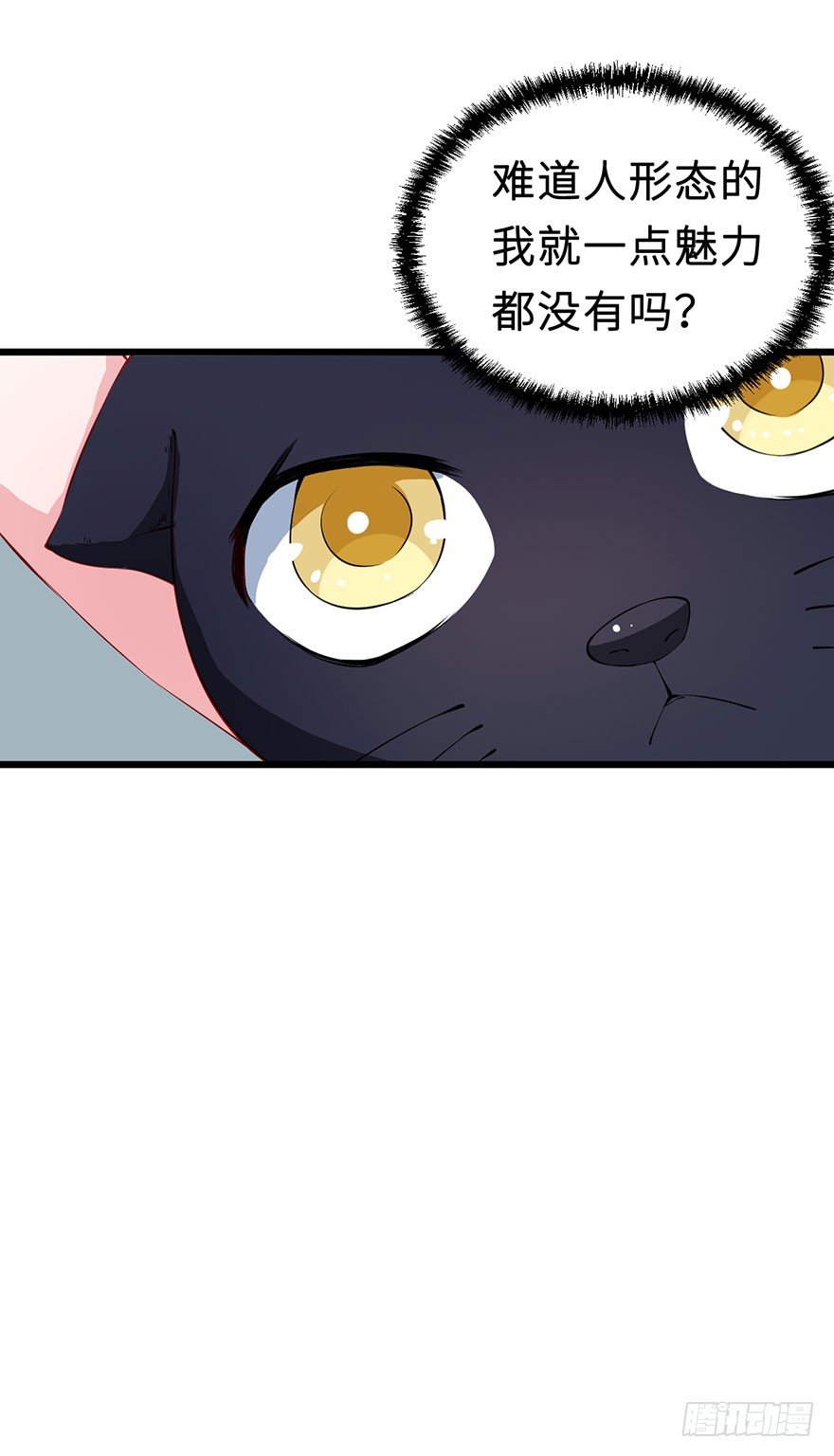 028爱猫不爱人38