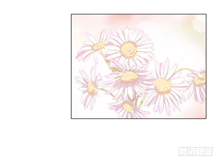 紫色雏菊的花语22