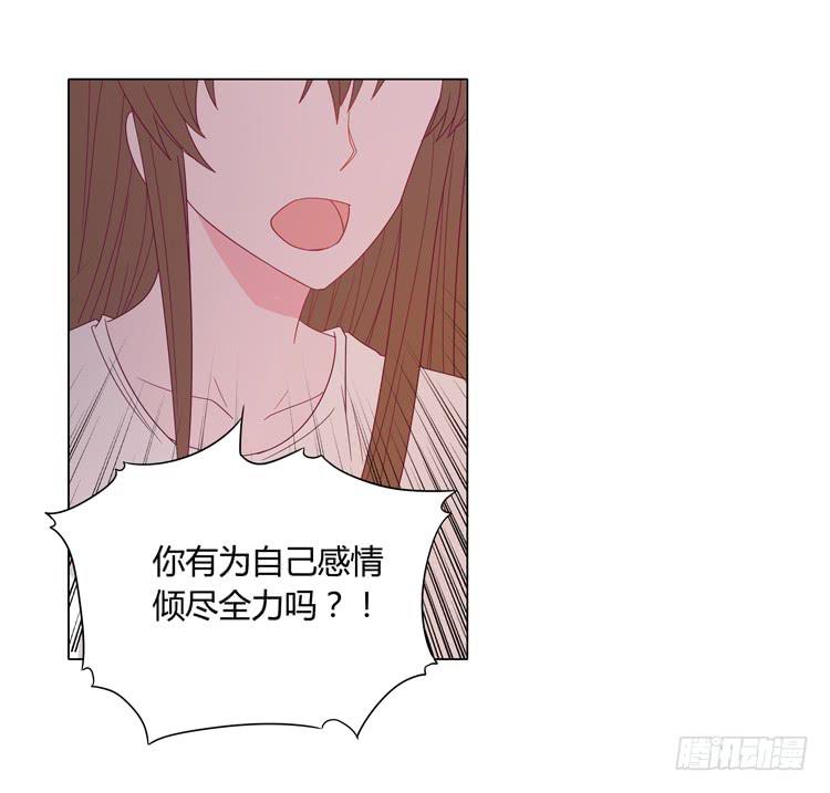 紫色雏菊的花语11