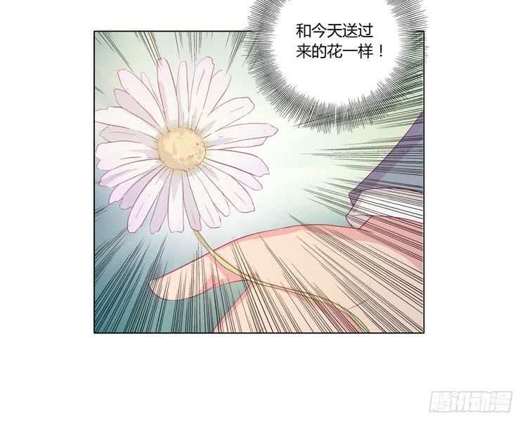 紫色雏菊的花语37