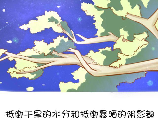 一棵树 （中）31