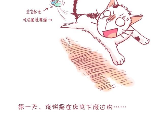第1话 中华田园猫的故事6