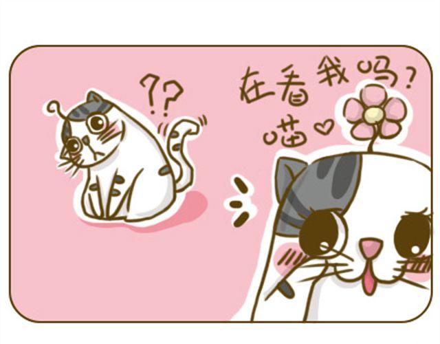 铲屎君觉得你冷0