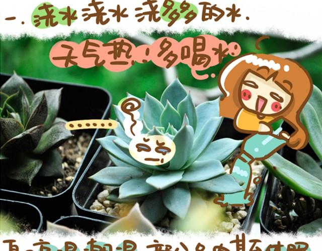 第1话 这么养多肉会死的！16