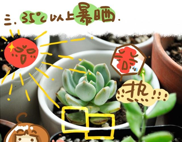 第1话 这么养多肉会死的！19