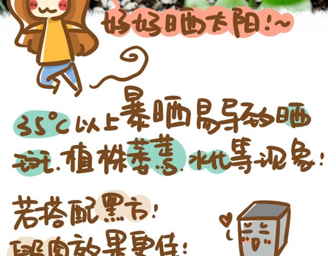 第1话 这么养多肉会死的！20