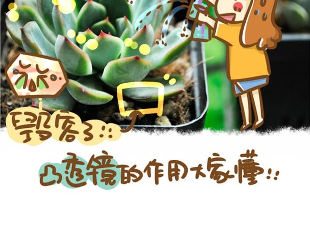 第1话 这么养多肉会死的！18