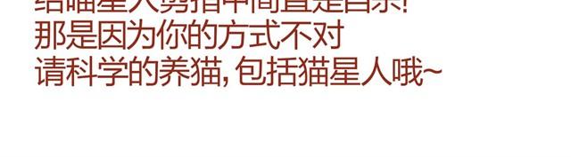 第7话 果然，猫对这玩意没有抵抗力3