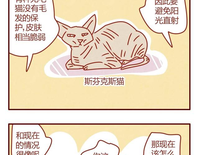 第8话 最喜欢晒太阳了喵~24