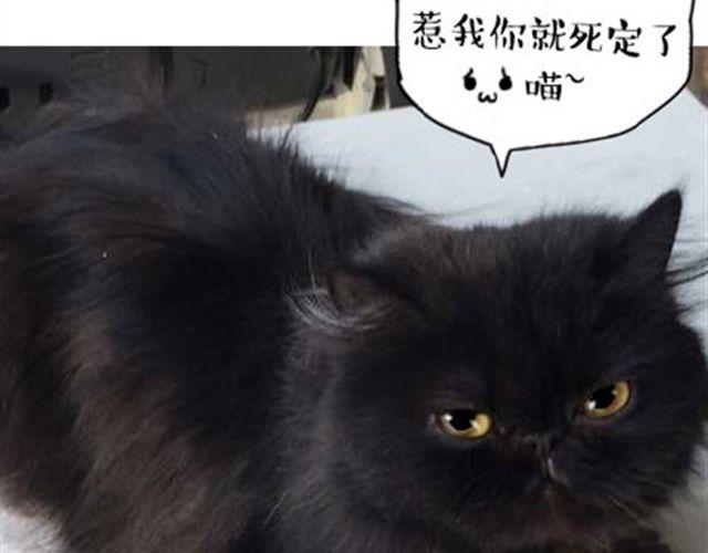 一只喵的自拍35
