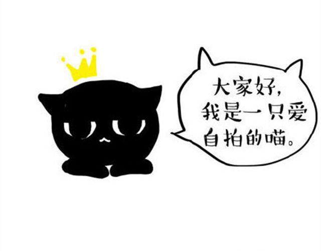 一只喵的自拍1