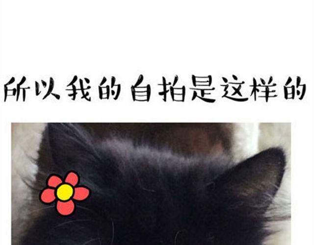 一只喵的自拍6