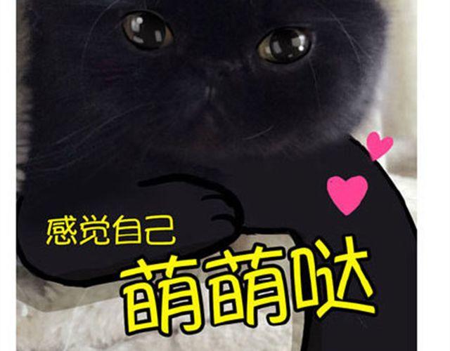 一只喵的自拍7