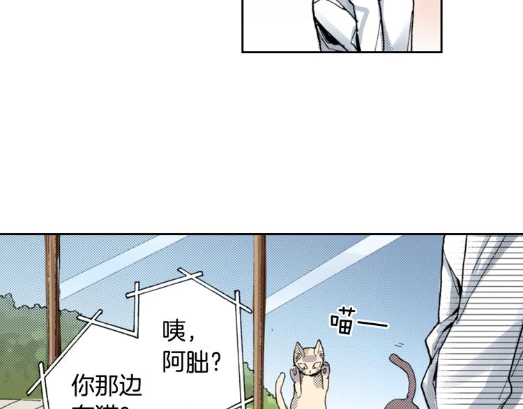 第7话 上门撸猫！11