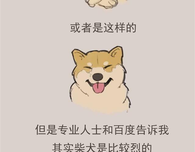 我是大熊，我的柴犬叫安妮3