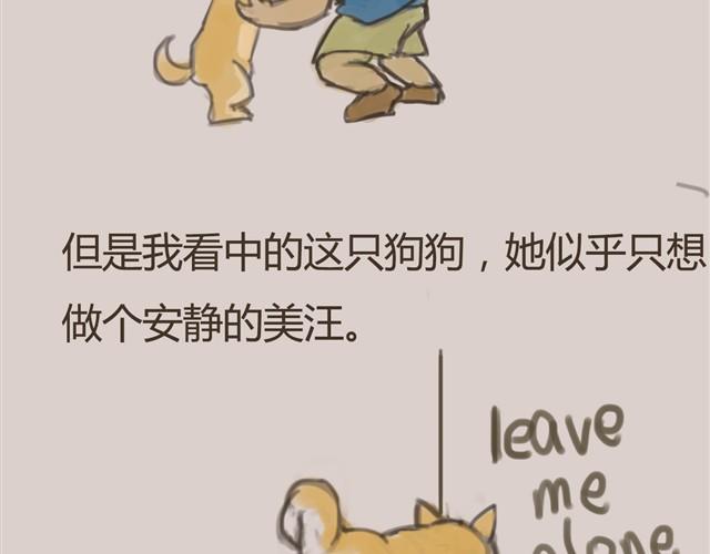 我是大熊，我的柴犬叫安妮15