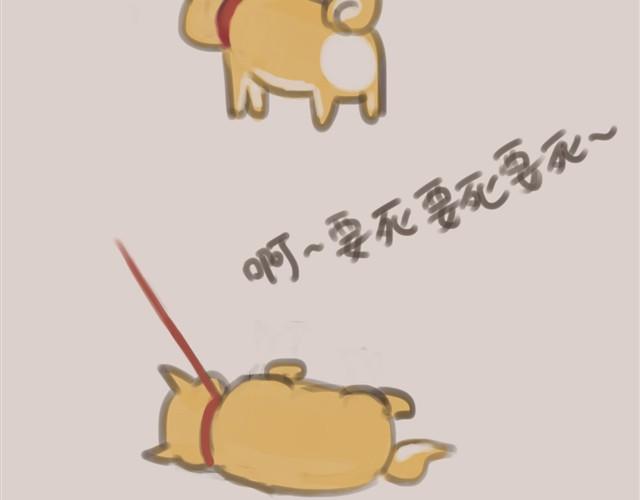 我是大熊，我的柴犬叫安妮40