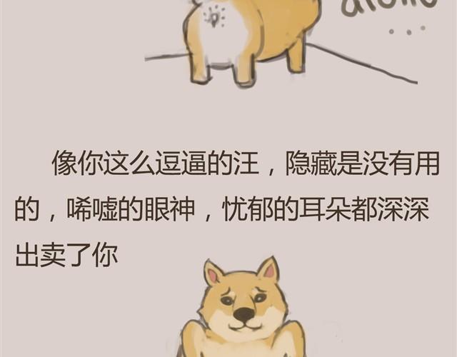 我是大熊，我的柴犬叫安妮16