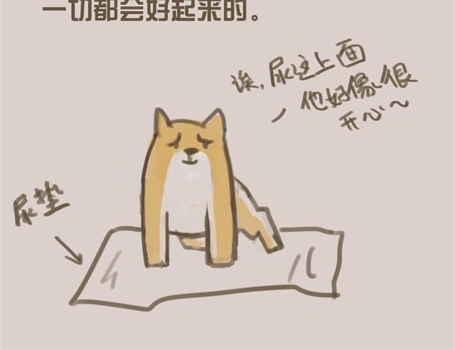 我是大熊，我的柴犬叫安妮38