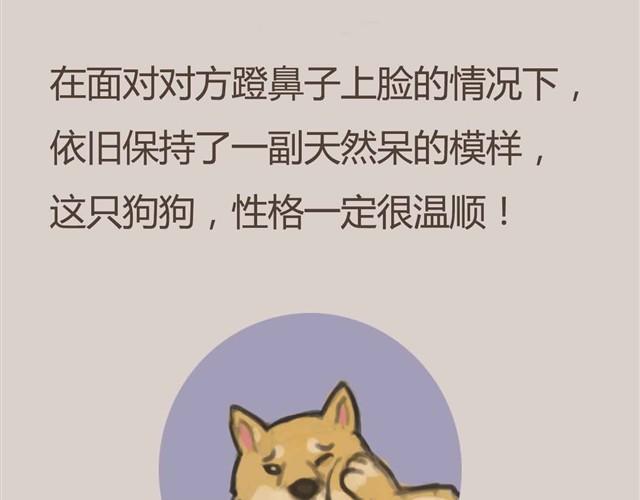 我是大熊，我的柴犬叫安妮9