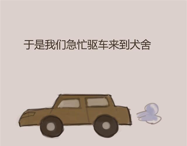 我是大熊，我的柴犬叫安妮13