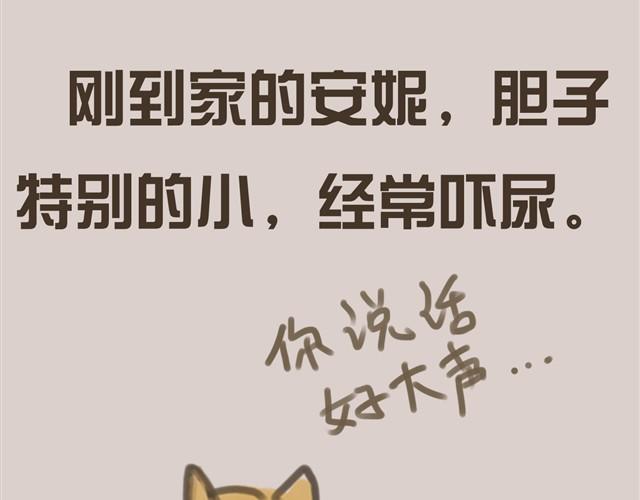 我是大熊，我的柴犬叫安妮27