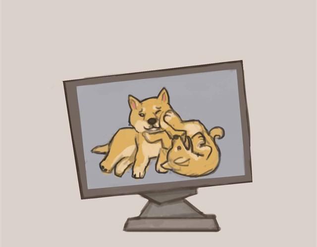 我是大熊，我的柴犬叫安妮8