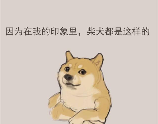 我是大熊，我的柴犬叫安妮2