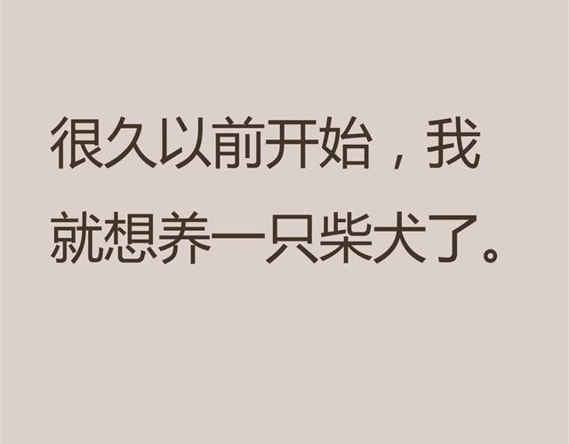 我是大熊，我的柴犬叫安妮1