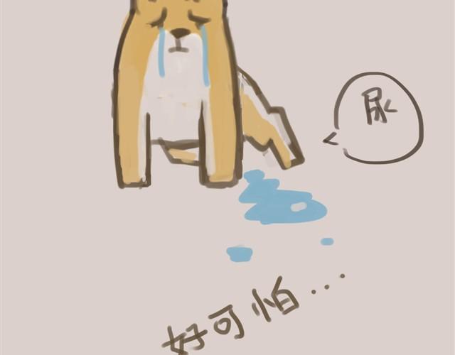 我是大熊，我的柴犬叫安妮28