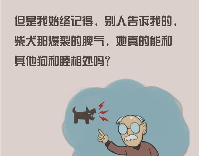 我是大熊，我的柴犬叫安妮43