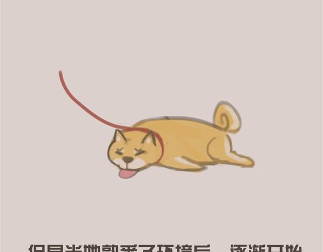 我是大熊，我的柴犬叫安妮41