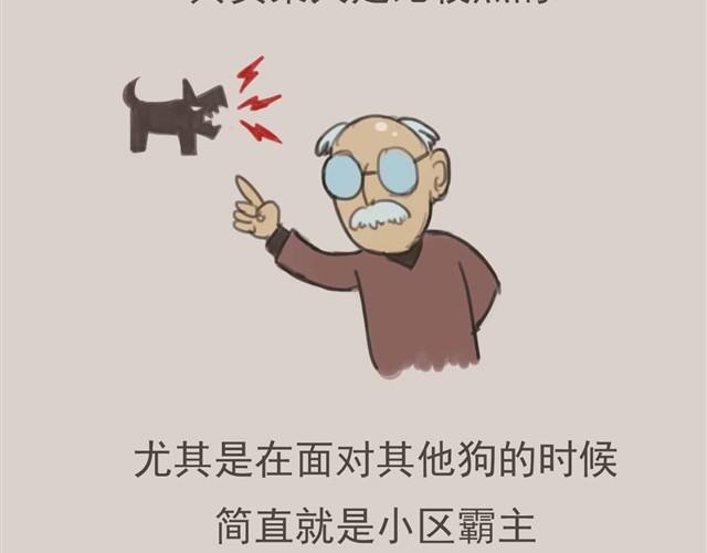 我是大熊，我的柴犬叫安妮4