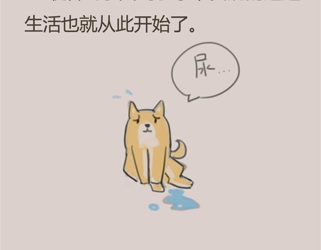 我是大熊，我的柴犬叫安妮24