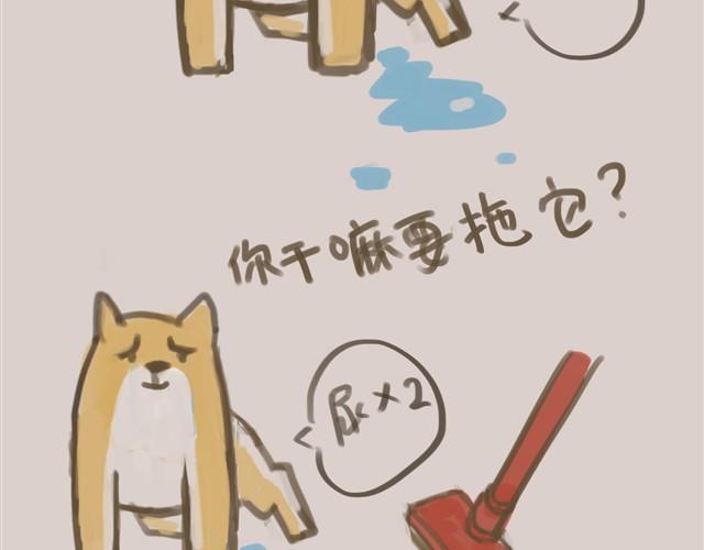 我是大熊，我的柴犬叫安妮32