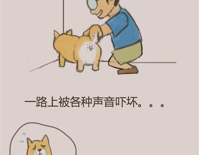 我是大熊，我的柴犬叫安妮22