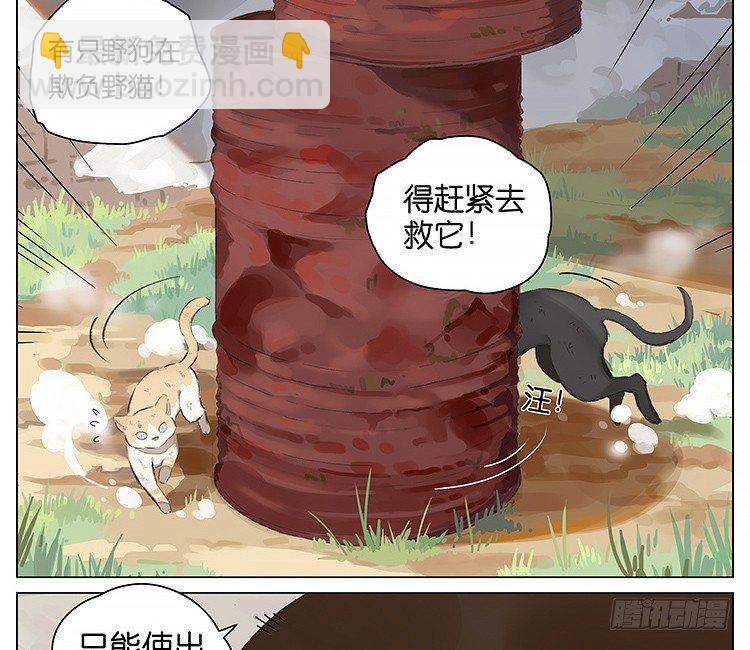 流浪猫1