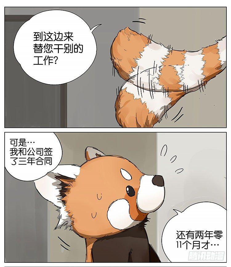 小熊猫6