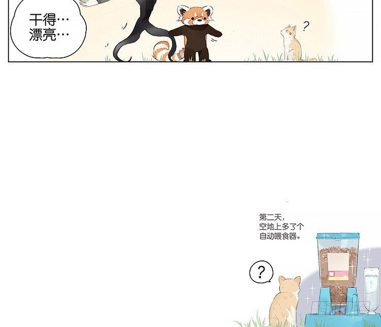 流浪猫18