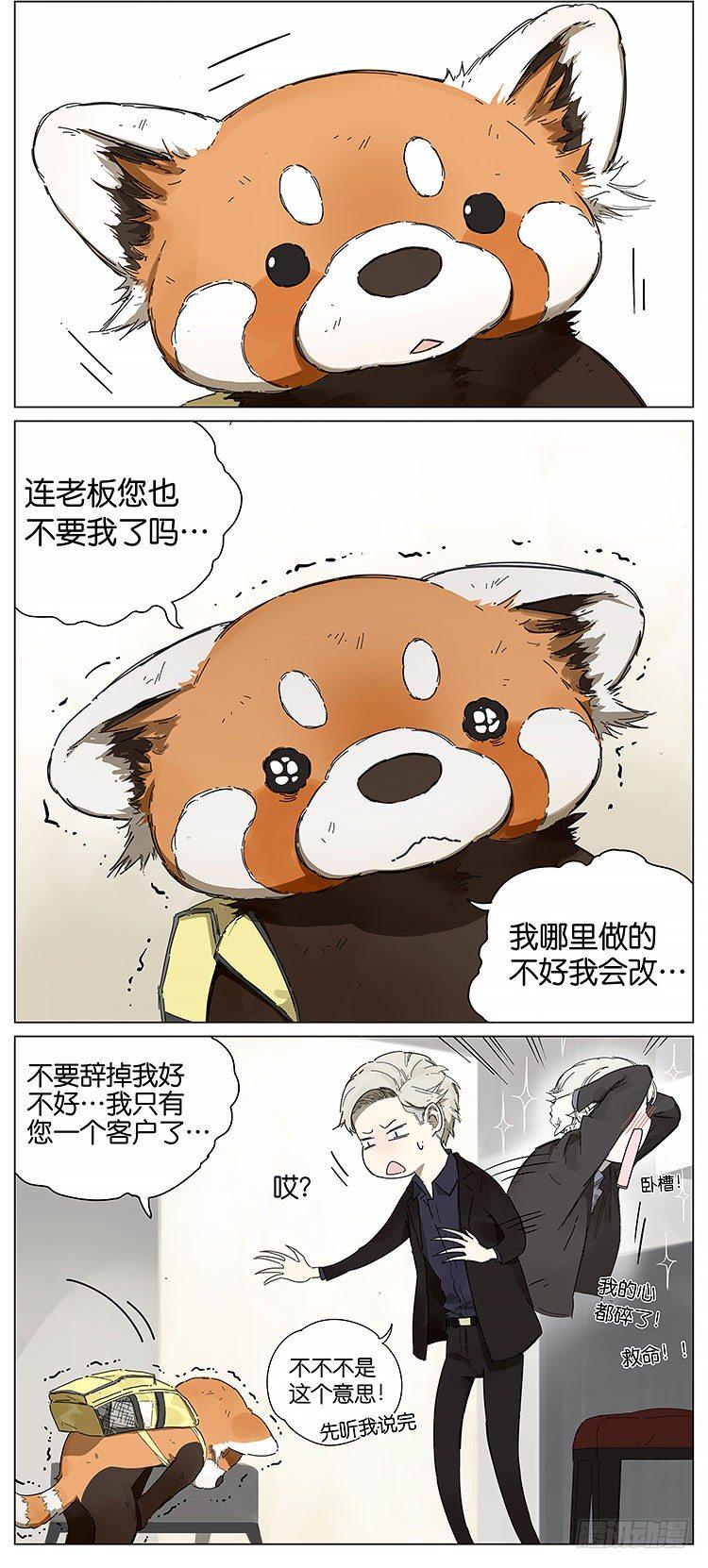 小熊猫5