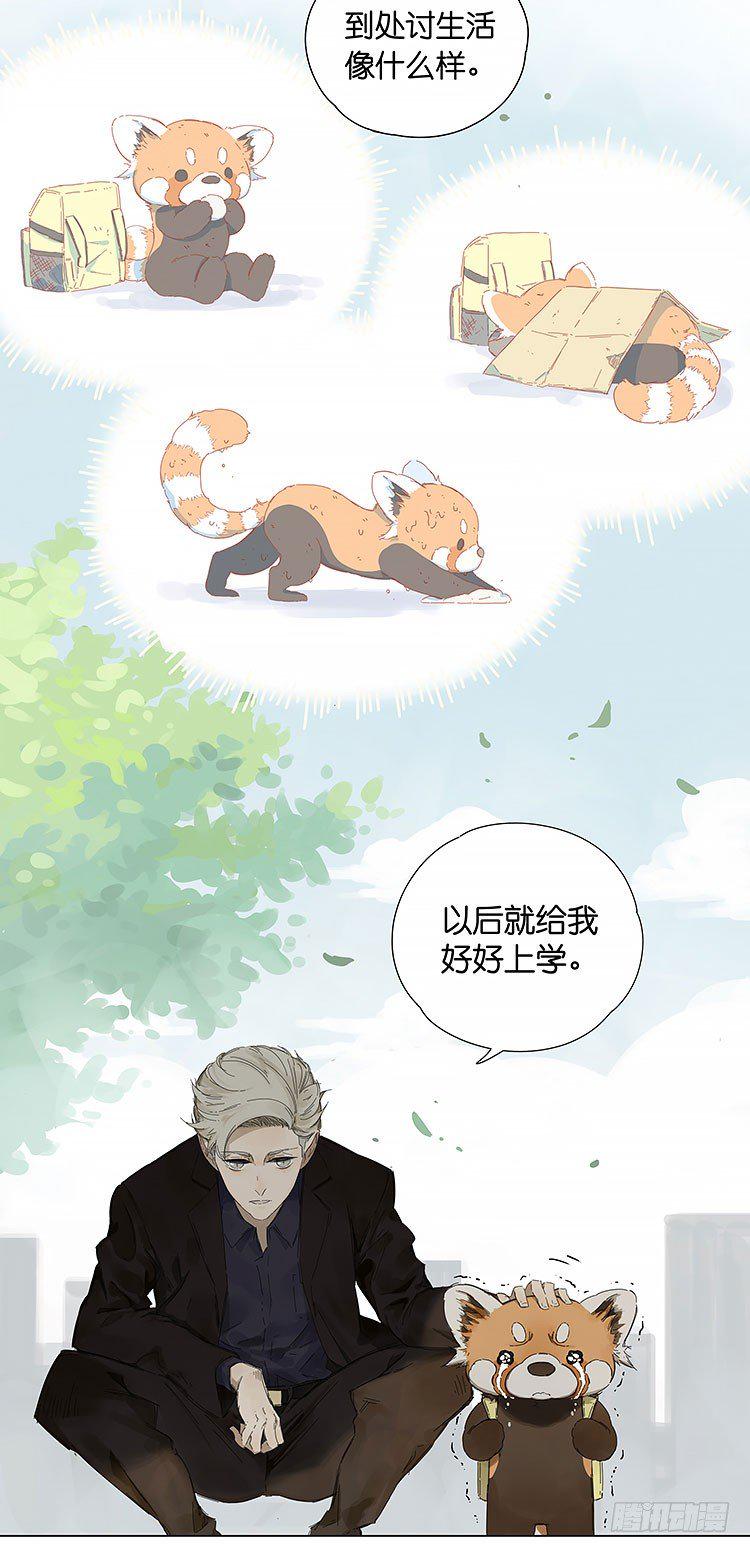 小熊猫10