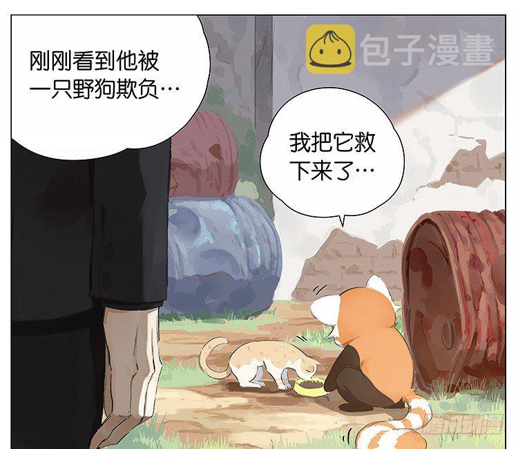 流浪猫9
