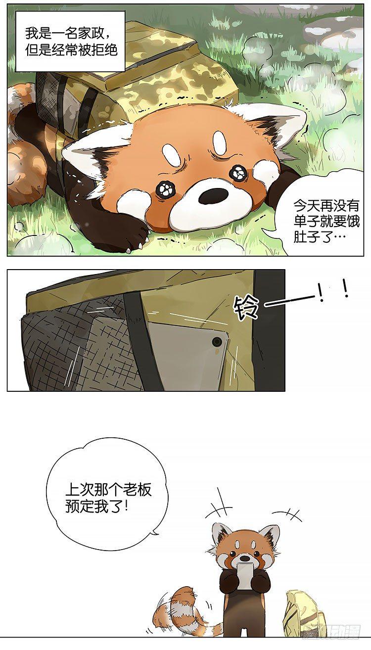 小熊猫1