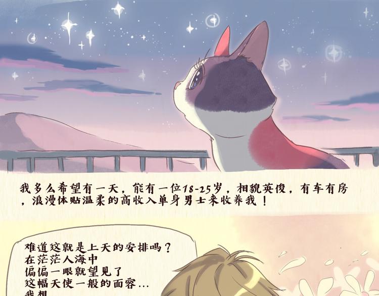 流浪猫（下）0