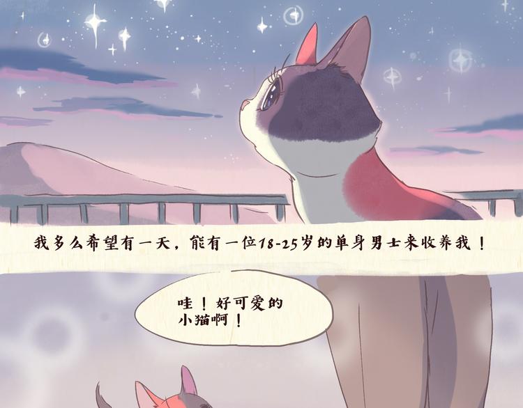 流浪猫（上）2