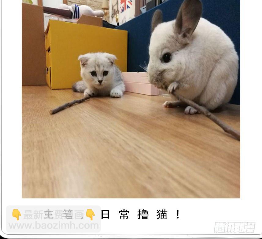 看家的猫36