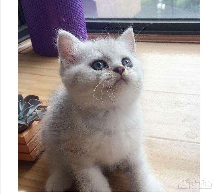 看家的猫35