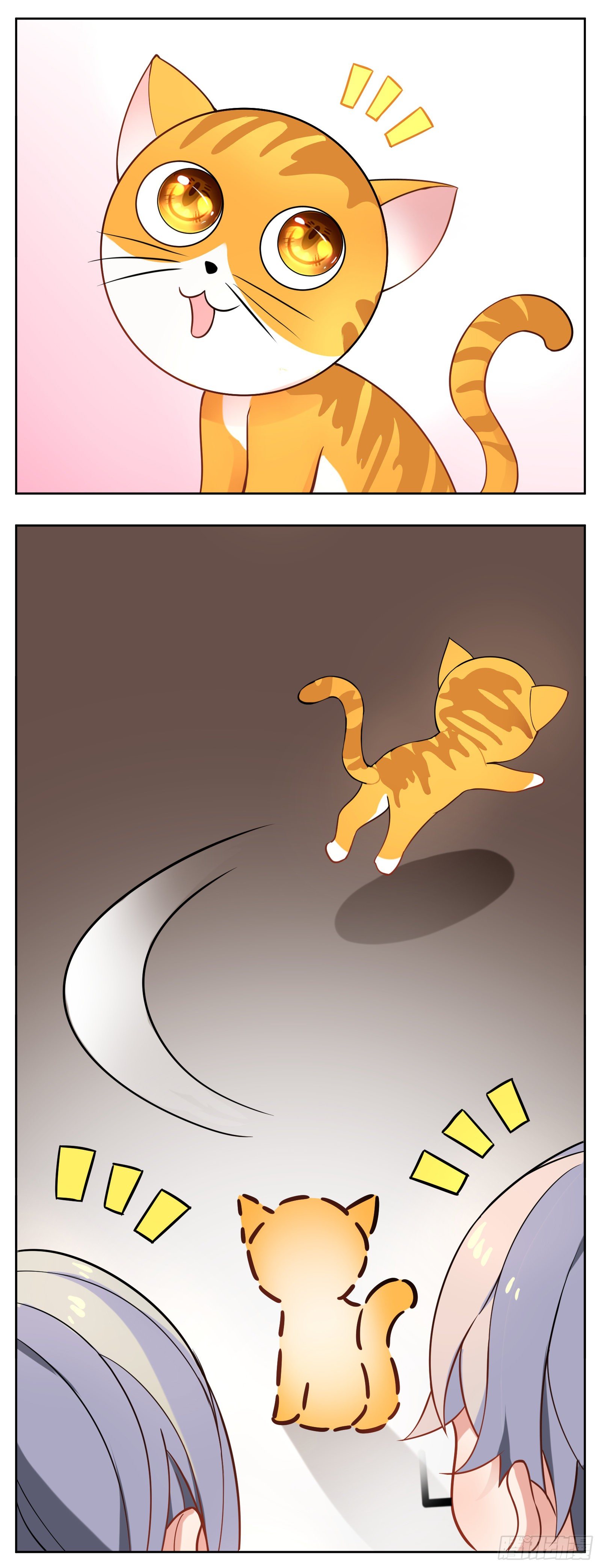 猫咪23