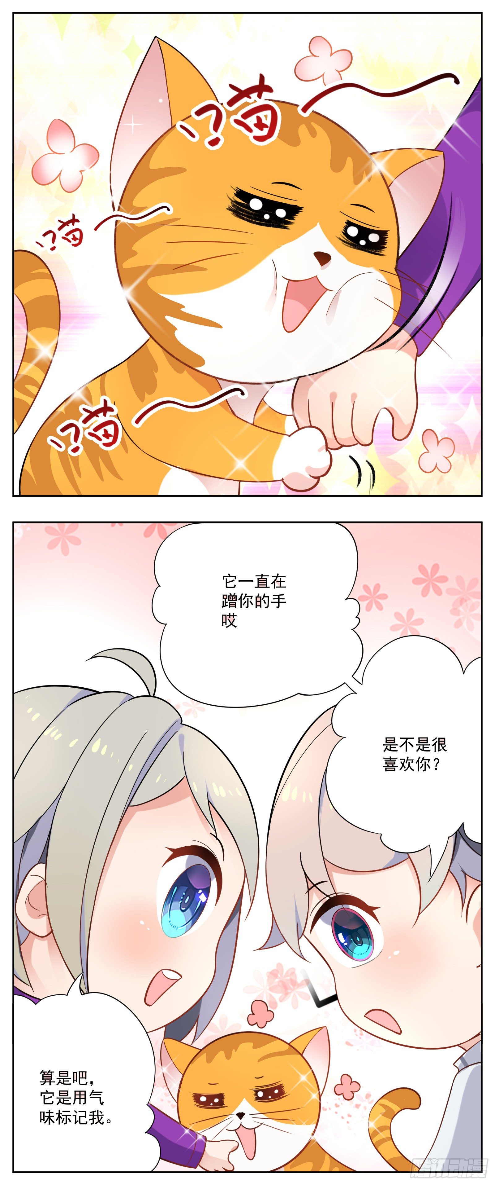 猫咪21