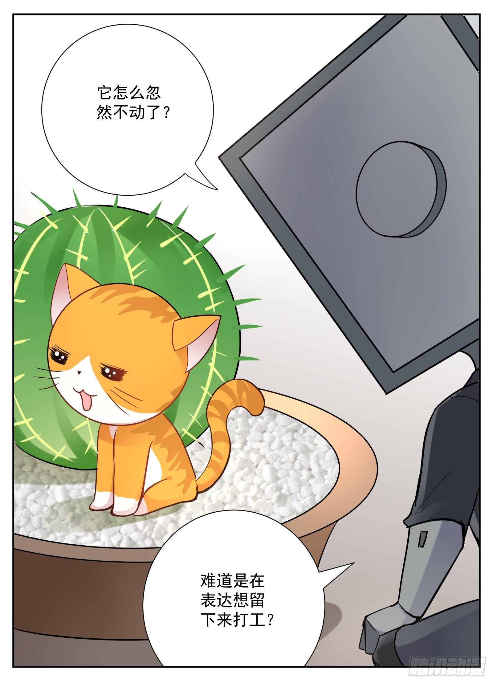 猫咪27